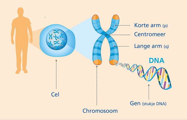 Dna Genen En Chromosomen Erfelijkheidnl 5316